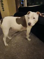   Angel, a female American Staffordshire Terrier for sale in Webster, MA – 8 of 10