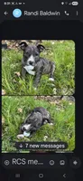   Angel, a female American Staffordshire Terrier for sale in Webster, MA – 3 of 10
