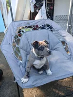   Angel, a female American Staffordshire Terrier for sale in Webster, MA – 1 of 10