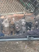   Angel, a female American Staffordshire Terrier for sale in Webster, MA – 6 of 10
