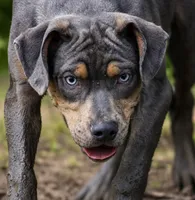 Moose, a male Catahoula Leopard Dog for sale in Bluffs, IL – 4 of 5