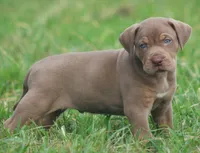 Biscotti , a male Catahoula Leopard Dog for sale in Bluffs, IL – 2 of 4