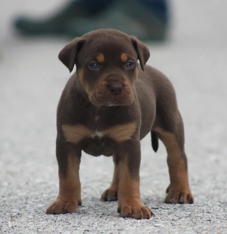 Twix – Catahoula Leopard Dog puppy for sale in Bluffs, IL