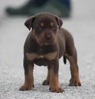 Twix, a male Catahoula Leopard Dog for sale in Bluffs, IL – 1 of 5