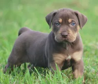 Twix, a male Catahoula Leopard Dog for sale in Bluffs, IL – 2 of 4