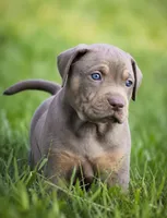 Mousse, a male Catahoula Leopard Dog for sale in Bluffs, IL – 3 of 4