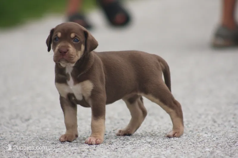Truffle – Catahoula Leopard Dog puppy for sale in Bluffs, IL