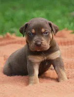 Twix, a male Catahoula Leopard Dog for sale in Bluffs, IL – 3 of 5