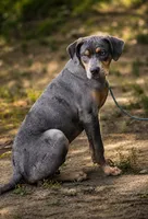 Moose, a male Catahoula Leopard Dog for sale in Bluffs, IL – 3 of 5