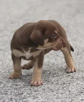 Truffle, a female Catahoula Leopard Dog for sale in Bluffs, IL – 2 of 4