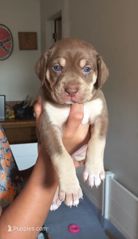 Truffle – Catahoula Leopard Dog puppy for sale in Bluffs, IL