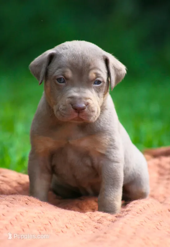 Mousse – Catahoula Leopard Dog puppy for sale in Bluffs, IL