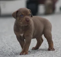 Biscotti, a male Catahoula Leopard Dog for sale in Bluffs, IL – 5 of 5