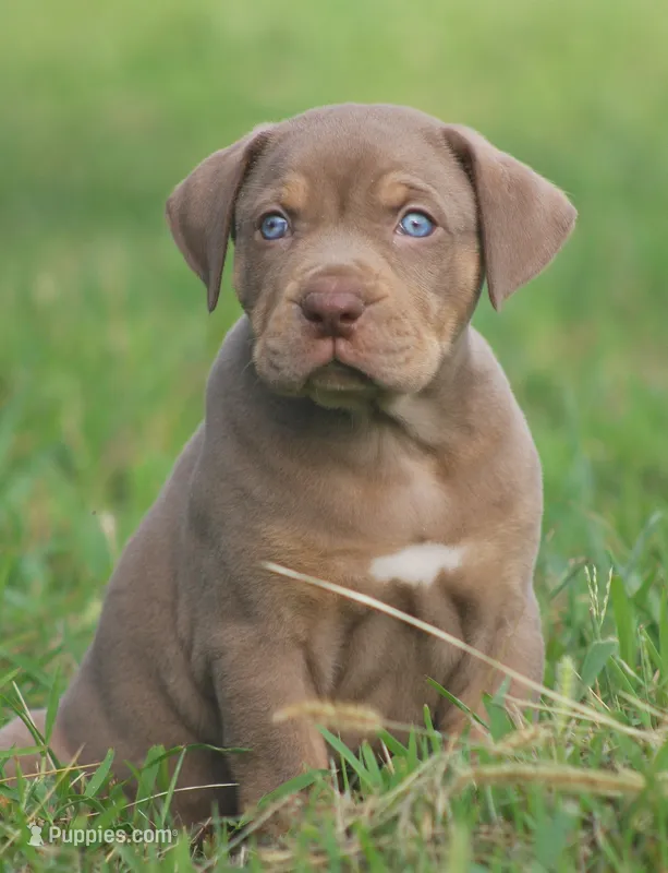 Biscotti  – Catahoula Leopard Dog puppy for sale in Bluffs, IL