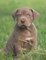 Biscotti , a male Catahoula Leopard Dog for sale in Bluffs, IL – 1 of 4