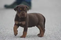Twix, a male Catahoula Leopard Dog for sale in Bluffs, IL – 5 of 5