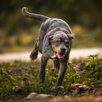 Moose, a male Catahoula Leopard Dog for sale in Bluffs, IL – 3 of 5