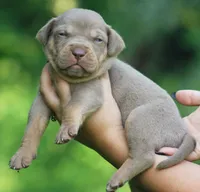 Mousse, a male Catahoula Leopard Dog for sale in Bluffs, IL – 2 of 3