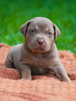 Mousse, a male Catahoula Leopard Dog for sale in Bluffs, IL – 3 of 3