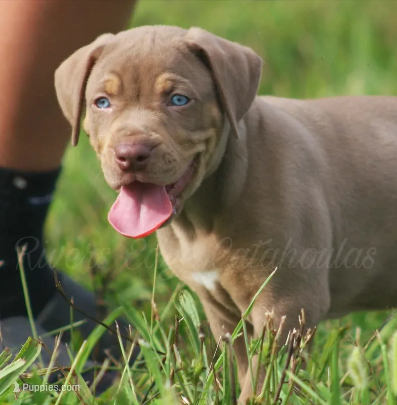 Biscotti  – Catahoula Leopard Dog puppy for sale in Bluffs, IL