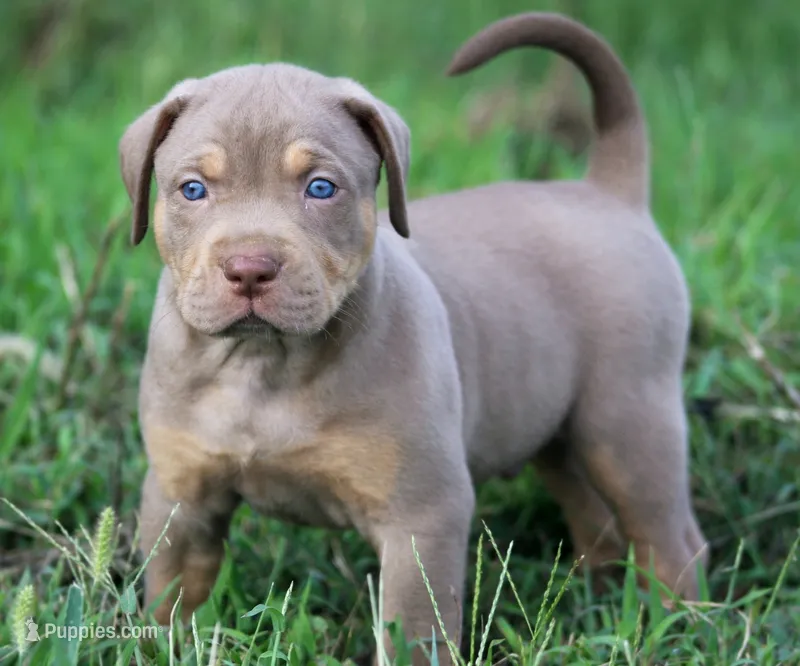 Mousse – Catahoula Leopard Dog puppy for sale in Bluffs, IL