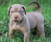 Mousse, a male Catahoula Leopard Dog for sale in Bluffs, IL – 1 of 4