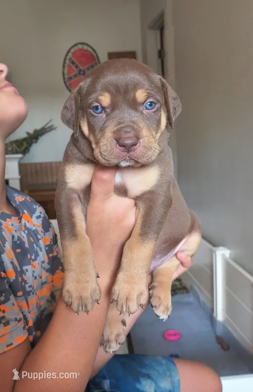 Twix – Catahoula Leopard Dog puppy for sale in Bluffs, IL