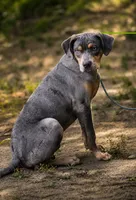 Moose, a male Catahoula Leopard Dog for sale in Bluffs, IL – 5 of 5