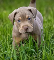 Mousse, a male Catahoula Leopard Dog for sale in Bluffs, IL – 4 of 4