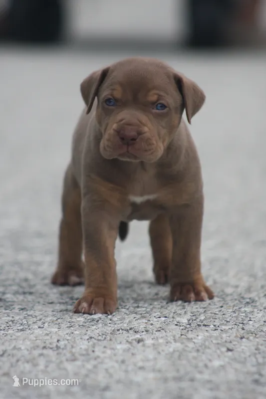 Biscotti – Catahoula Leopard Dog puppy for sale in Bluffs, IL