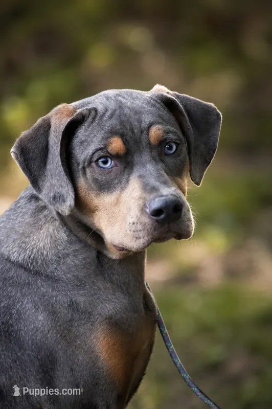 Moose – Catahoula Leopard Dog puppy for sale in Bluffs, IL