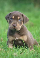 Twix, a male Catahoula Leopard Dog for sale in Bluffs, IL – 4 of 4