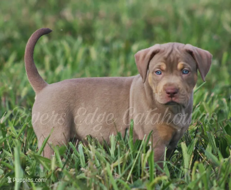 Mousse – Catahoula Leopard Dog puppy for sale in Bluffs, IL
