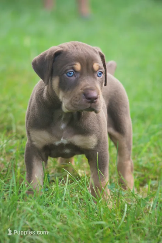 Twix – Catahoula Leopard Dog puppy for sale in Bluffs, IL