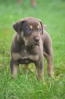 Twix, a male Catahoula Leopard Dog for sale in Bluffs, IL – 1 of 4