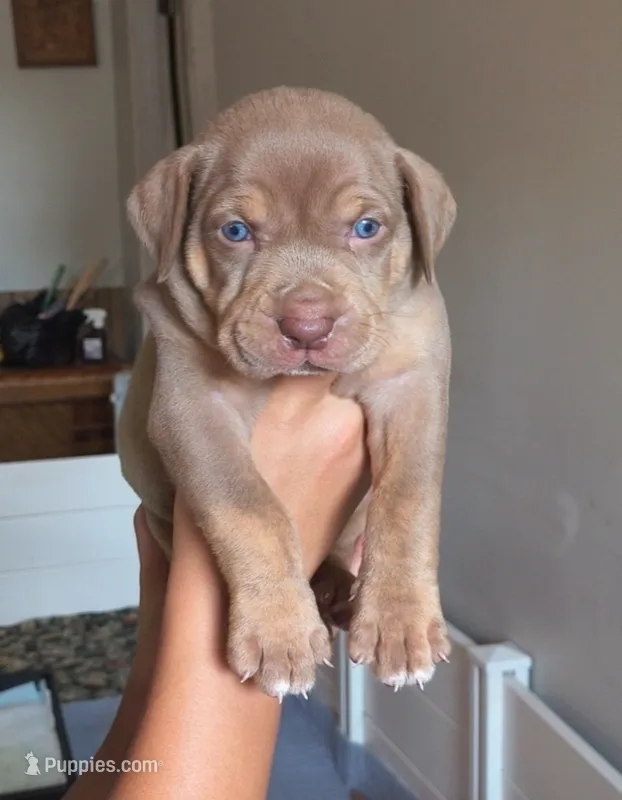 Biscotti – Catahoula Leopard Dog puppy for sale in Bluffs, IL