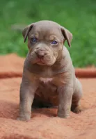 Biscotti, a male Catahoula Leopard Dog for sale in Bluffs, IL – 3 of 5