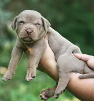 Biscotti, a male Catahoula Leopard Dog for sale in Bluffs, IL – 4 of 5