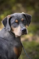 Moose, a male Catahoula Leopard Dog for sale in Bluffs, IL – 2 of 5