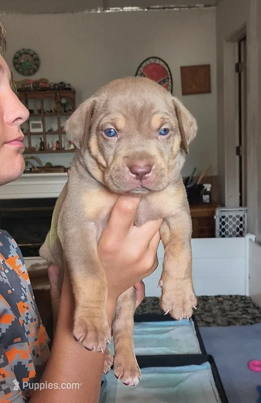 Mousse – Catahoula Leopard Dog puppy for sale in Bluffs, IL