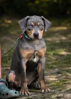 Moose, a male Catahoula Leopard Dog for sale in Bluffs, IL – 4 of 5