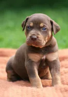 Twix, a male Catahoula Leopard Dog for sale in Bluffs, IL – 2 of 5