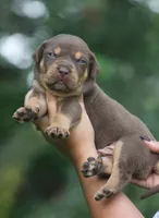 Twix, a male Catahoula Leopard Dog for sale in Bluffs, IL – 4 of 5