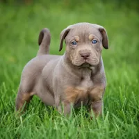 Mousse, a male Catahoula Leopard Dog for sale in Bluffs, IL – 2 of 4