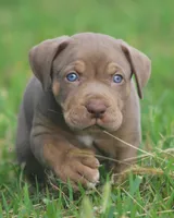 Biscotti , a male Catahoula Leopard Dog for sale in Bluffs, IL – 3 of 4