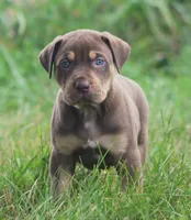 Twix, a male Catahoula Leopard Dog for sale in Bluffs, IL – 3 of 4