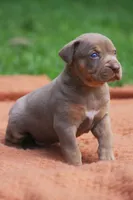 Biscotti, a male Catahoula Leopard Dog for sale in Bluffs, IL – 2 of 5