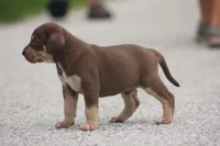 Truffle, a female Catahoula Leopard Dog for sale in Bluffs, IL – 4 of 4