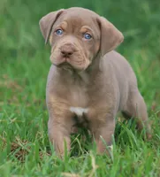 Biscotti , a male Catahoula Leopard Dog for sale in Bluffs, IL – 4 of 4