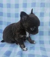 Moses , a male Chihuahua for sale in Robeline, LA – 3 of 4